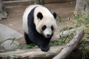 Panda - update algorytmu Google
